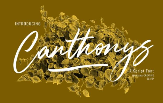 Canthonys-Brush-Script-Font-1.jpg