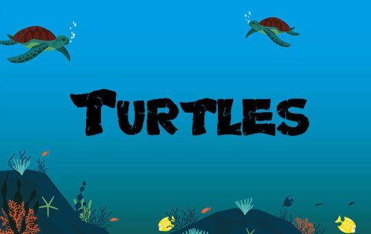 Turtles-Fancy-Font-1.jpg